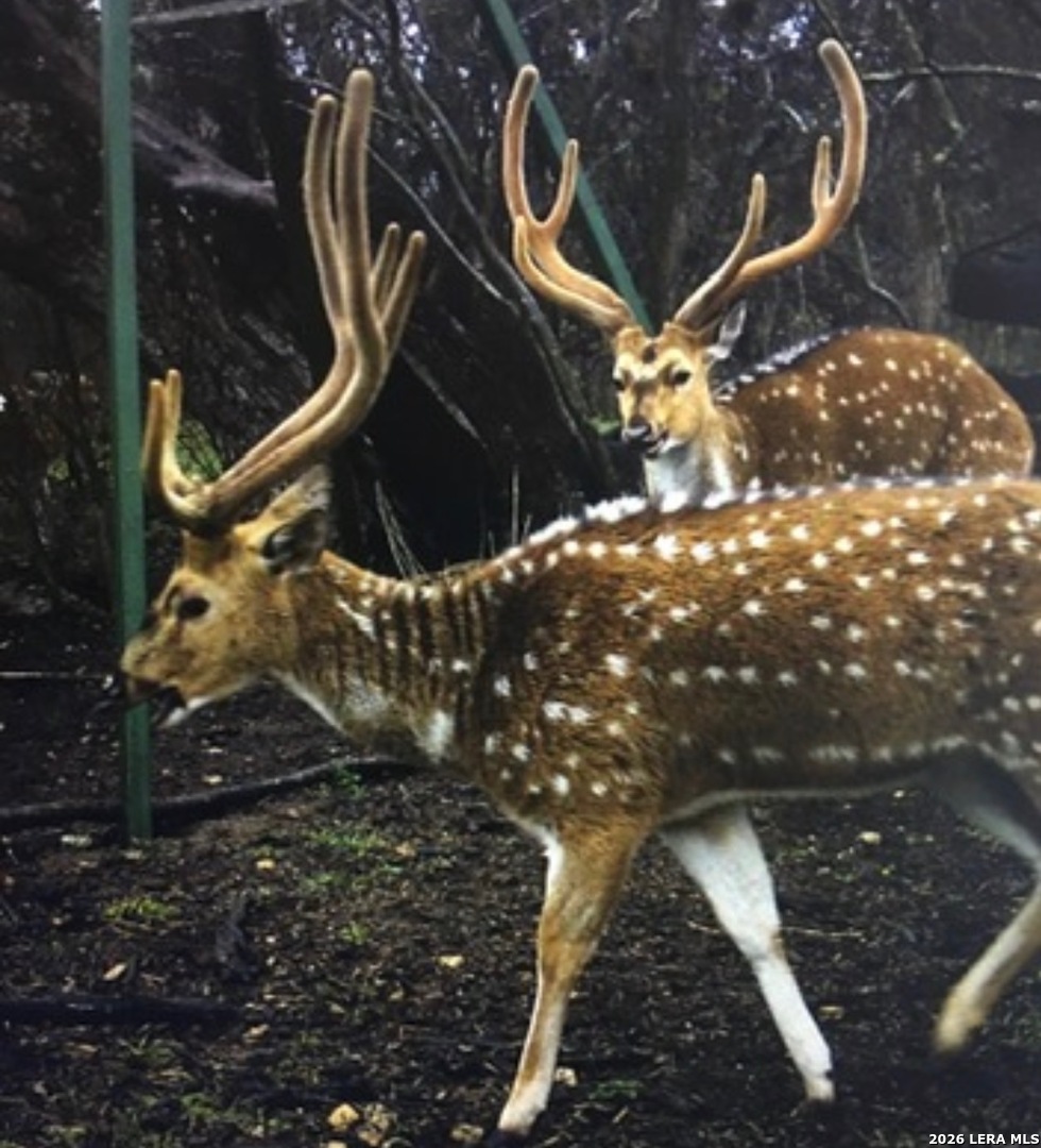 365 Bluff Creek Road North Center Point, TX 78010 - Photo 48 of 50