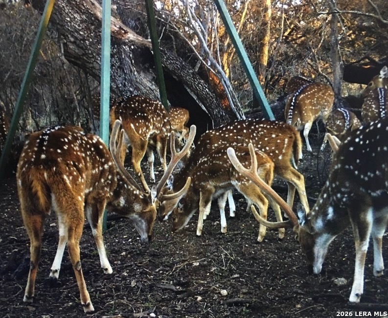 365 Bluff Creek Road North Center Point, TX 78010 - Photo 49 of 50