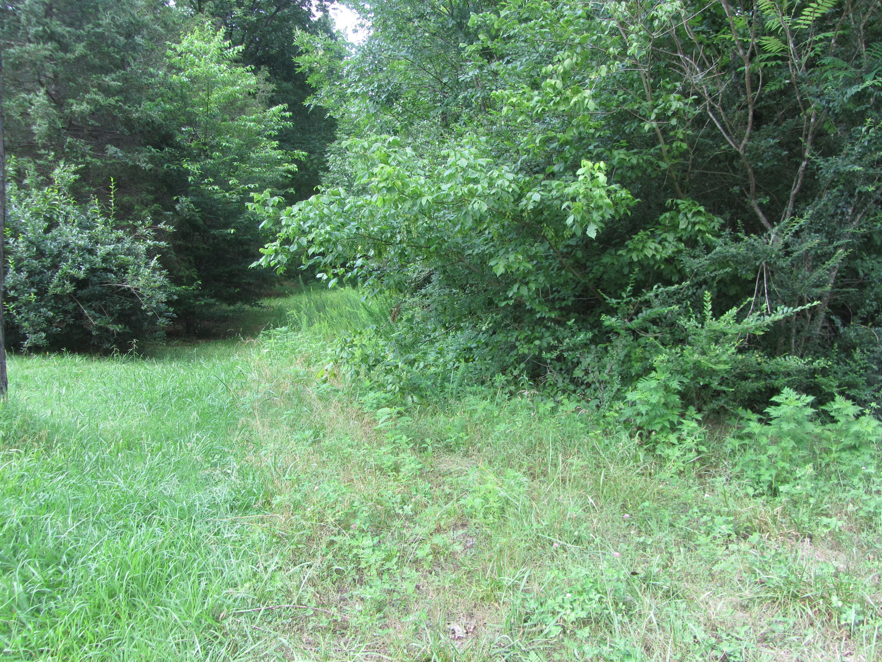 423 Bowman Road Ringgold, GA 30736 - Photo 5 of 10 IMG_3322