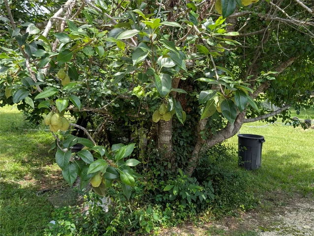 a view of a grassy field with trees in the background
