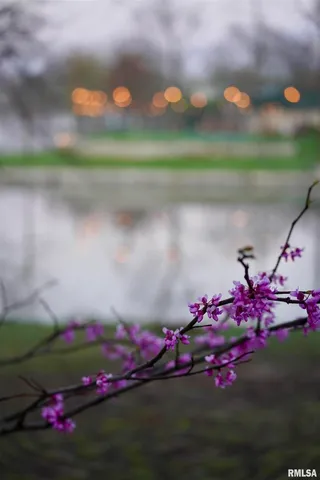 a view of a yard with an outdoor space