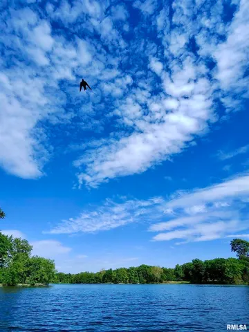 a view of a tree in a yard