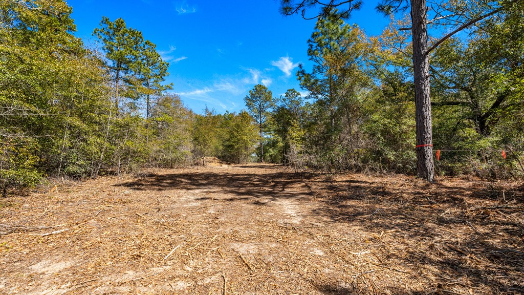 497 George Cannon Road Box Springs, GA 31801 - Photo 23 of 35 Trails lead to the back of property