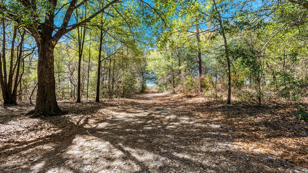 497 George Cannon Road Box Springs, GA 31801 - Photo 27 of 35 Shaded drive off George Cannon Rd