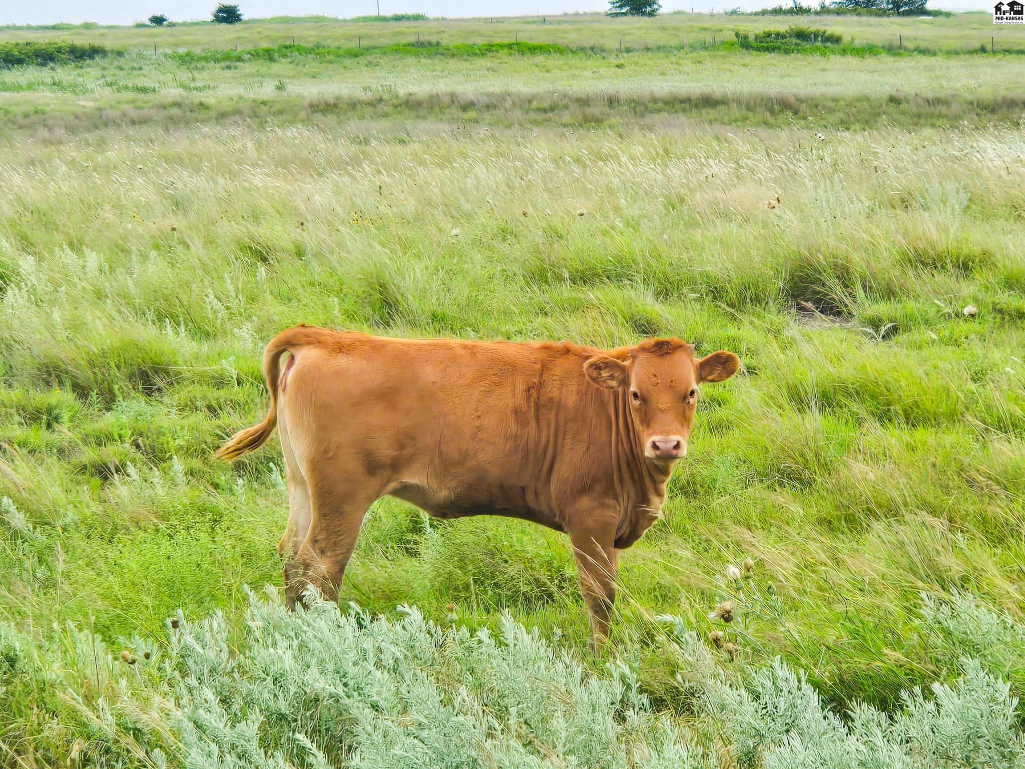 0 North County Road Coldwater, KS 67029 - Photo 27 of 50 Gallery Image 27