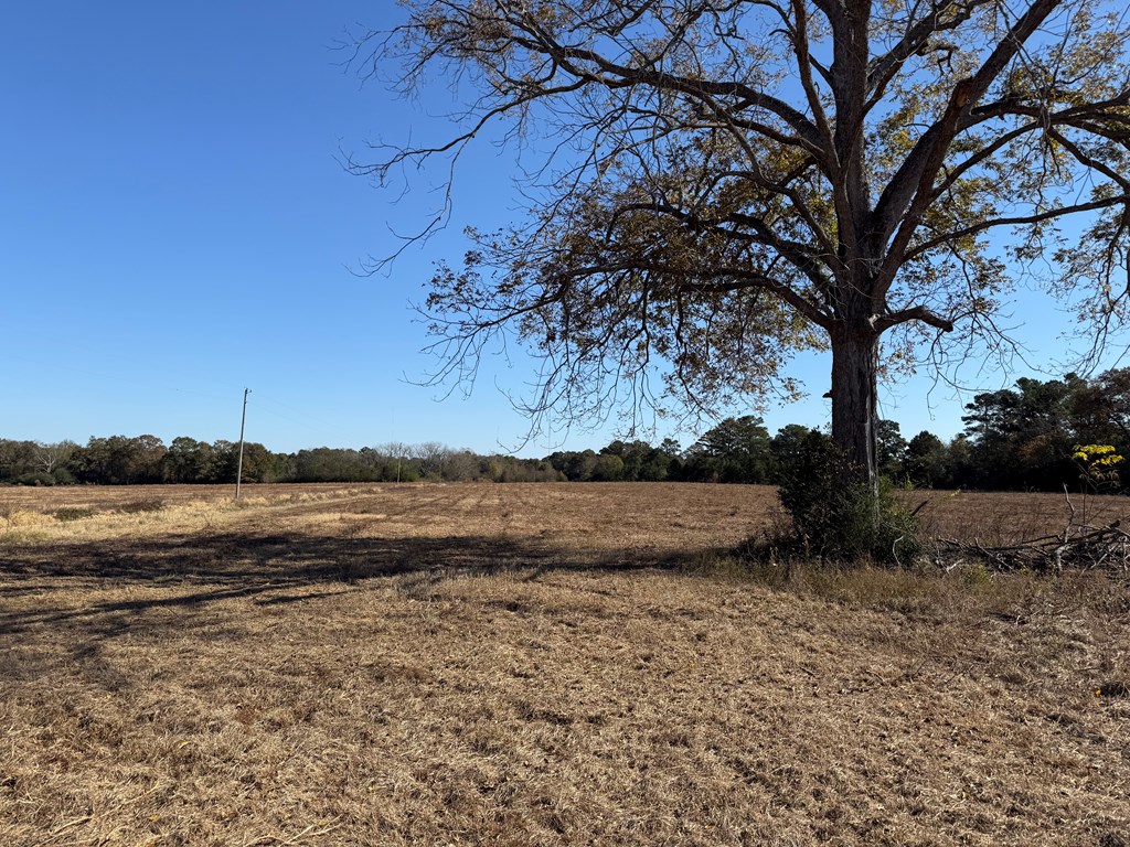 10.73-acres Huskey Road Dothan, AL 36303 - Photo 9 of 13