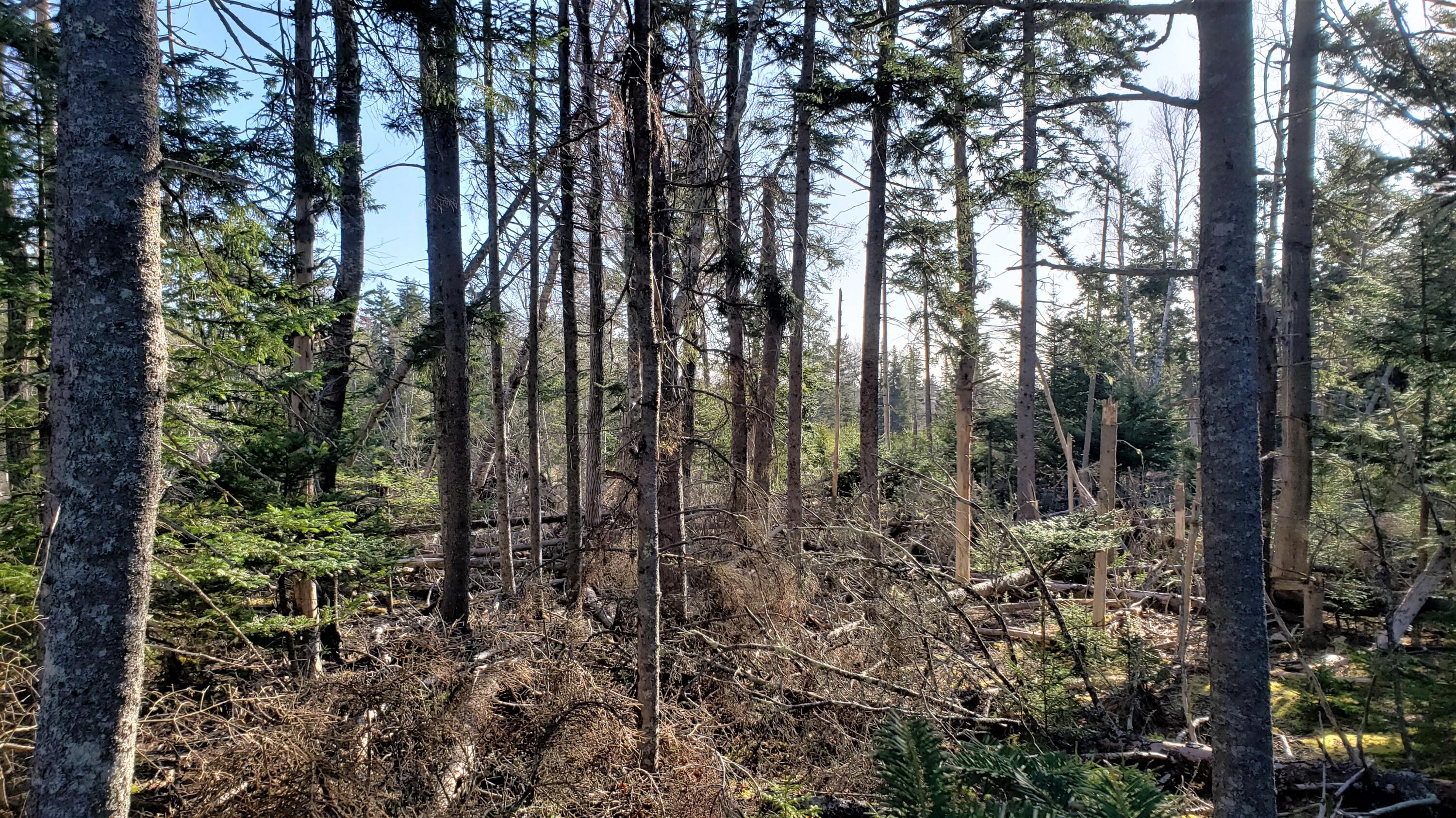 0 Honey Road Little Deer Isle, ME 04650 - Photo 5 of 7 Photo 4
