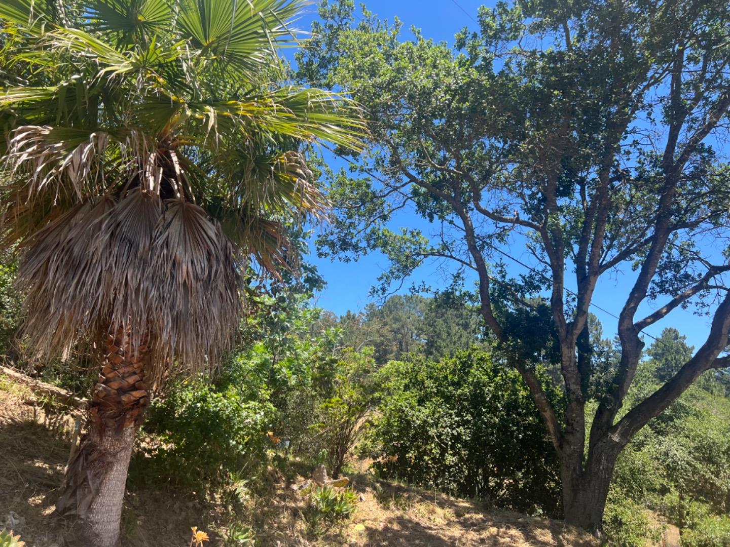 819 Lewis Road Watsonville, CA 95076 - Photo 9 of 32 a close up of a tree