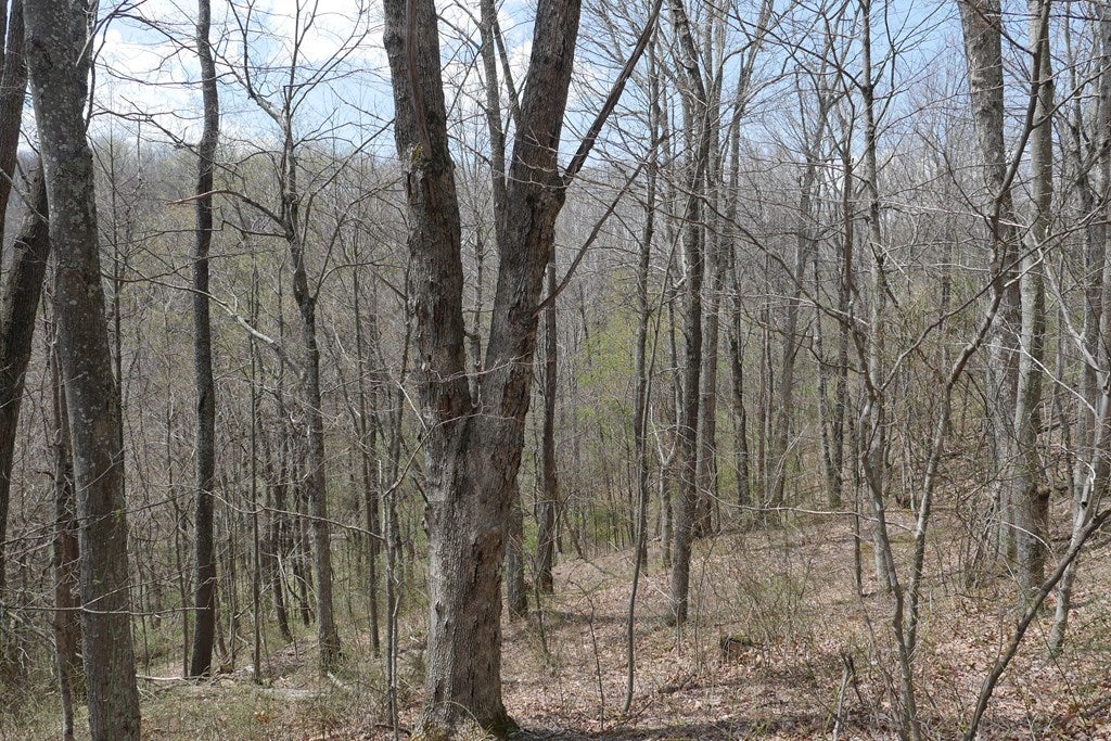 Tbd Unity Road, Unit 1 North Tazewell, VA 24630 - Photo 64 of 92 Gallery Image 64