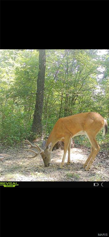 6483 Wayne Rte P Lowndes, MO 63951 - Photo 13 of 37