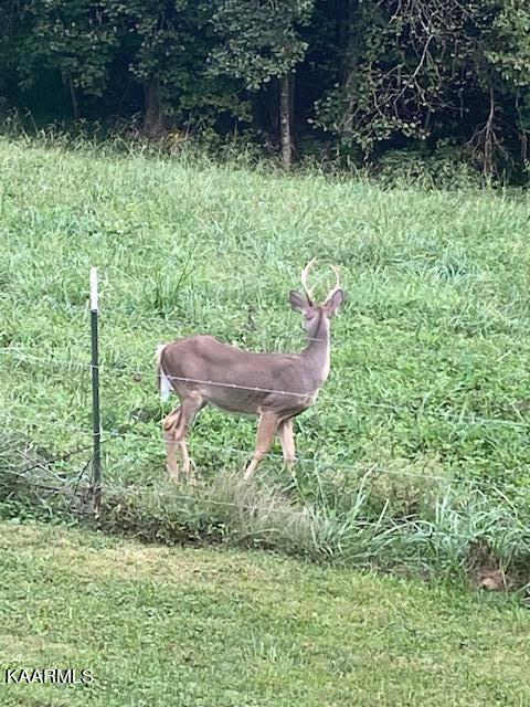 214 Robinson Road Tazewell, TN 37879 - Photo 36 of 36 Buck on Robinson