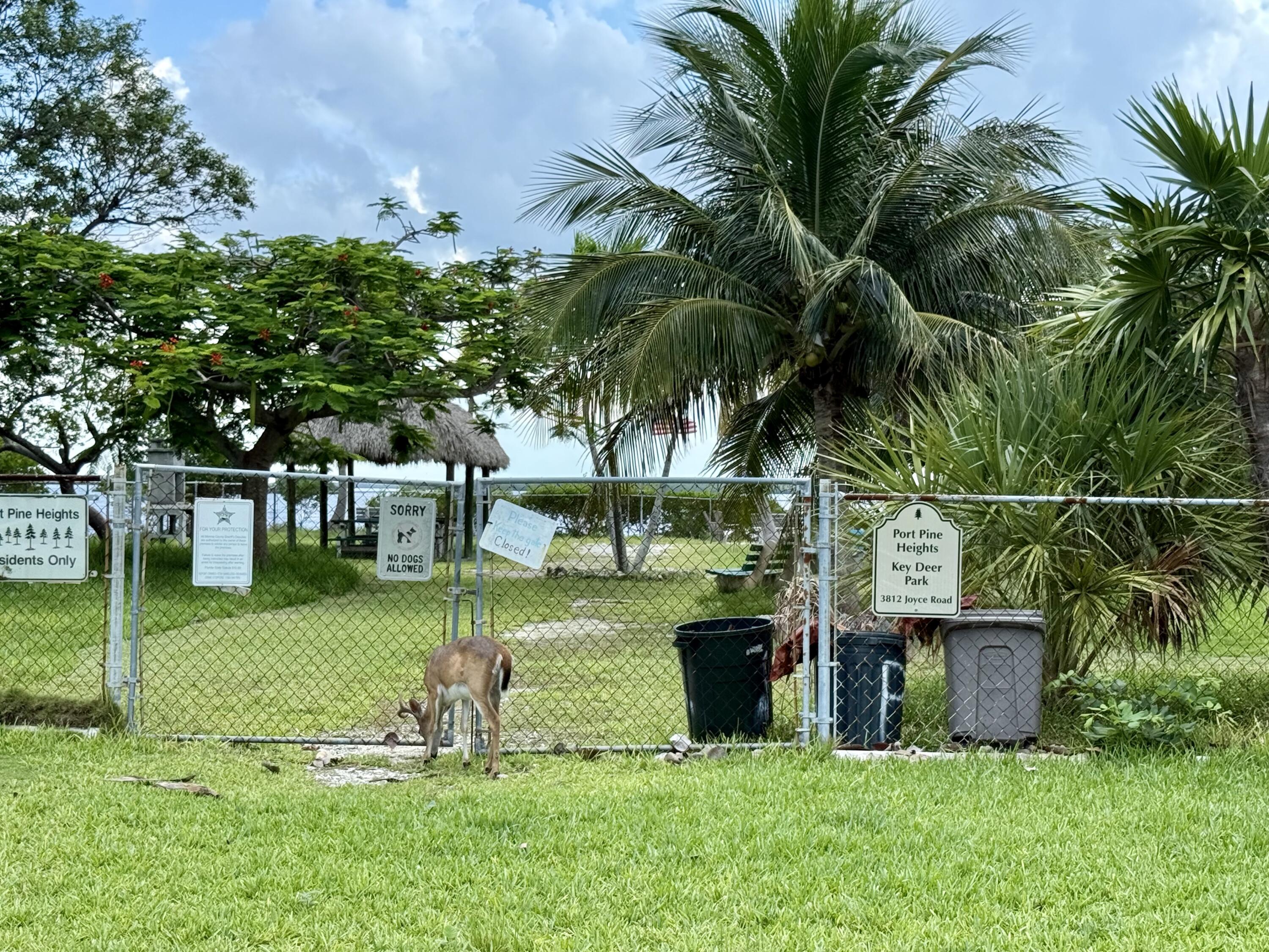 3962-3964 No Name Road Big Pine Key, FL 33043 - Photo 9 of 26 a view of a garden with a slide