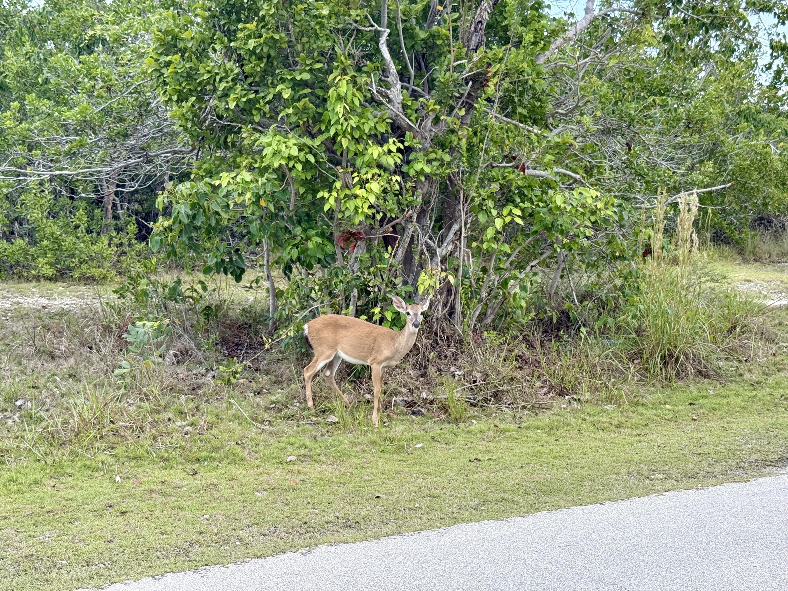 3962-3964 No Name Road Big Pine Key, FL 33043 - Photo 10 of 26 a view of a backyard of the house