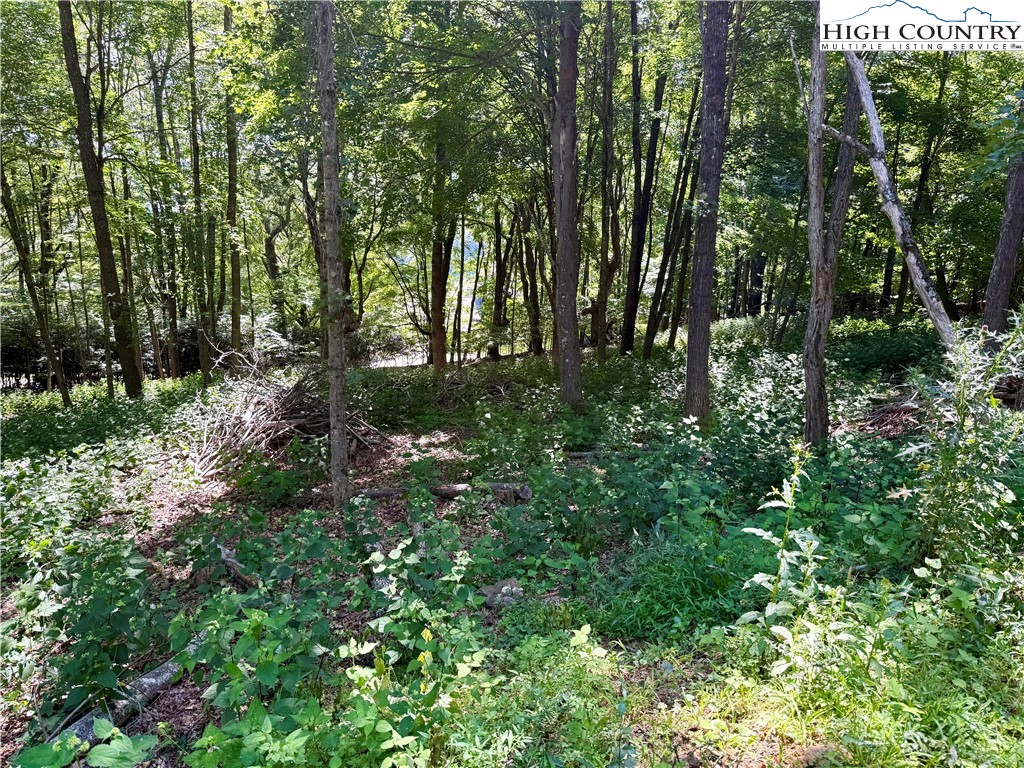 Mountain Avenue West Jefferson, NC 28694 - Photo 12 of 21 a view of forest