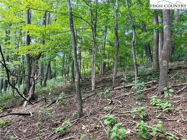 a view of a yard with plants and trees