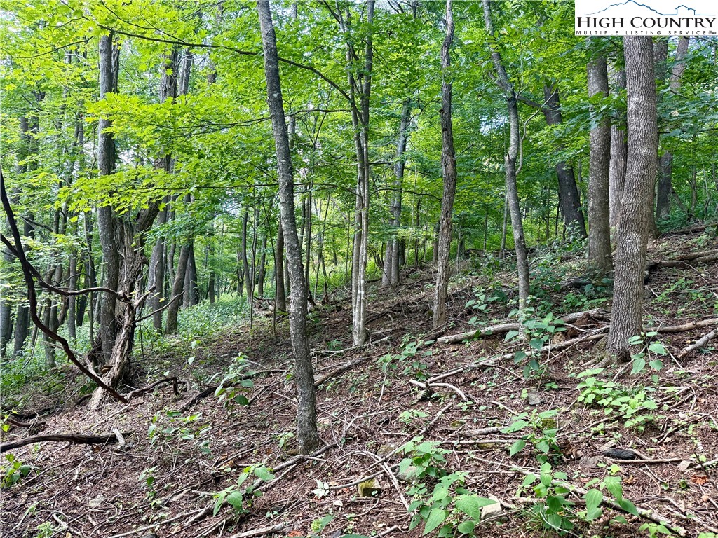 Mountain Avenue West Jefferson, NC 28694 - Photo 19 of 21 a view of forest