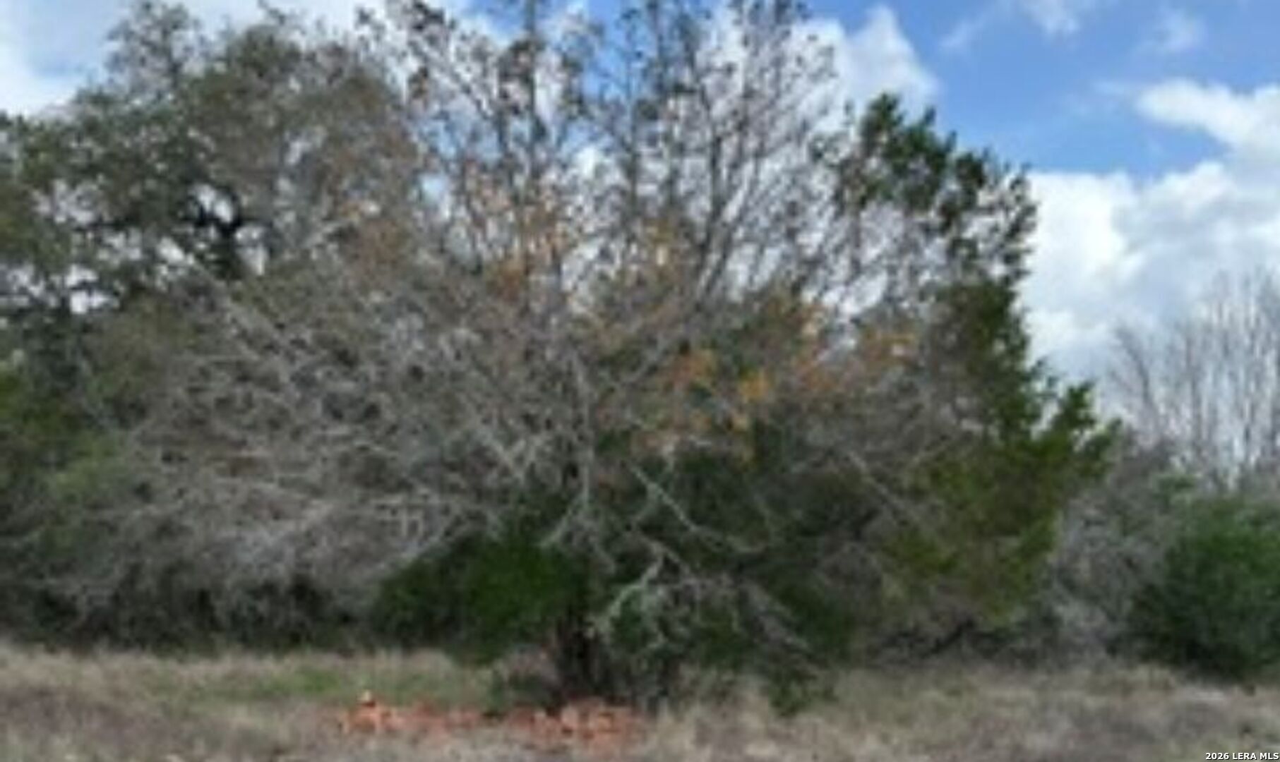 183 Fossil Spring Branch, TX 78070 - Photo 4 of 11 a view of a forest with lots of trees
