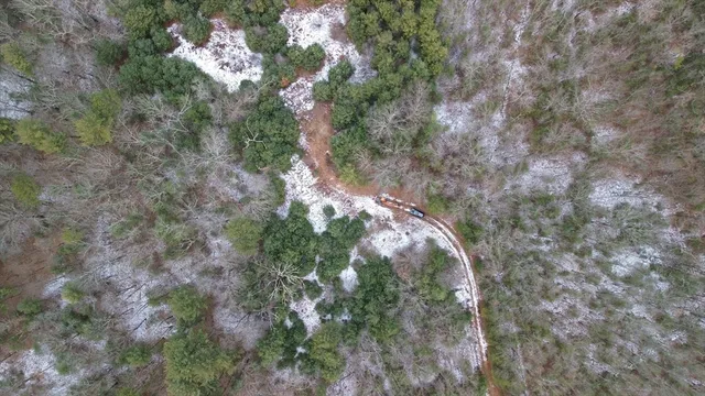 a view of a forest with a tree