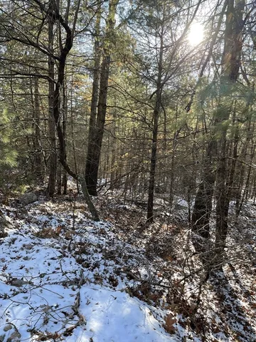 a view of a yard with lots of bushes