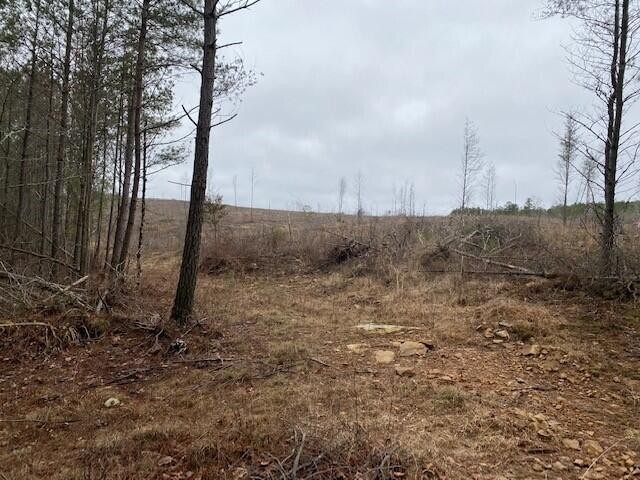 13 Fredonia Road Dunlap, TN 37327 - Photo 6 of 7 a view of a dry yard with trees