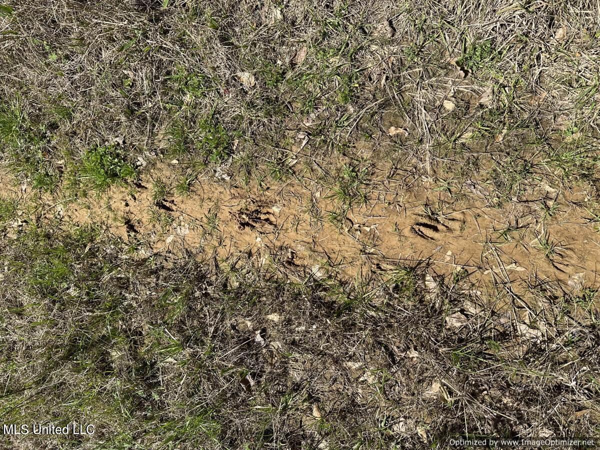 5831 Hopewell Road Lexington, MS 39095 - Photo 16 of 30 land-for-sale-holmes-county-ms (8)