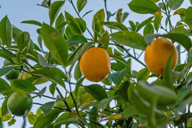 $859,000 | 2457 Scenic Avenue, Oakland, CA 94602