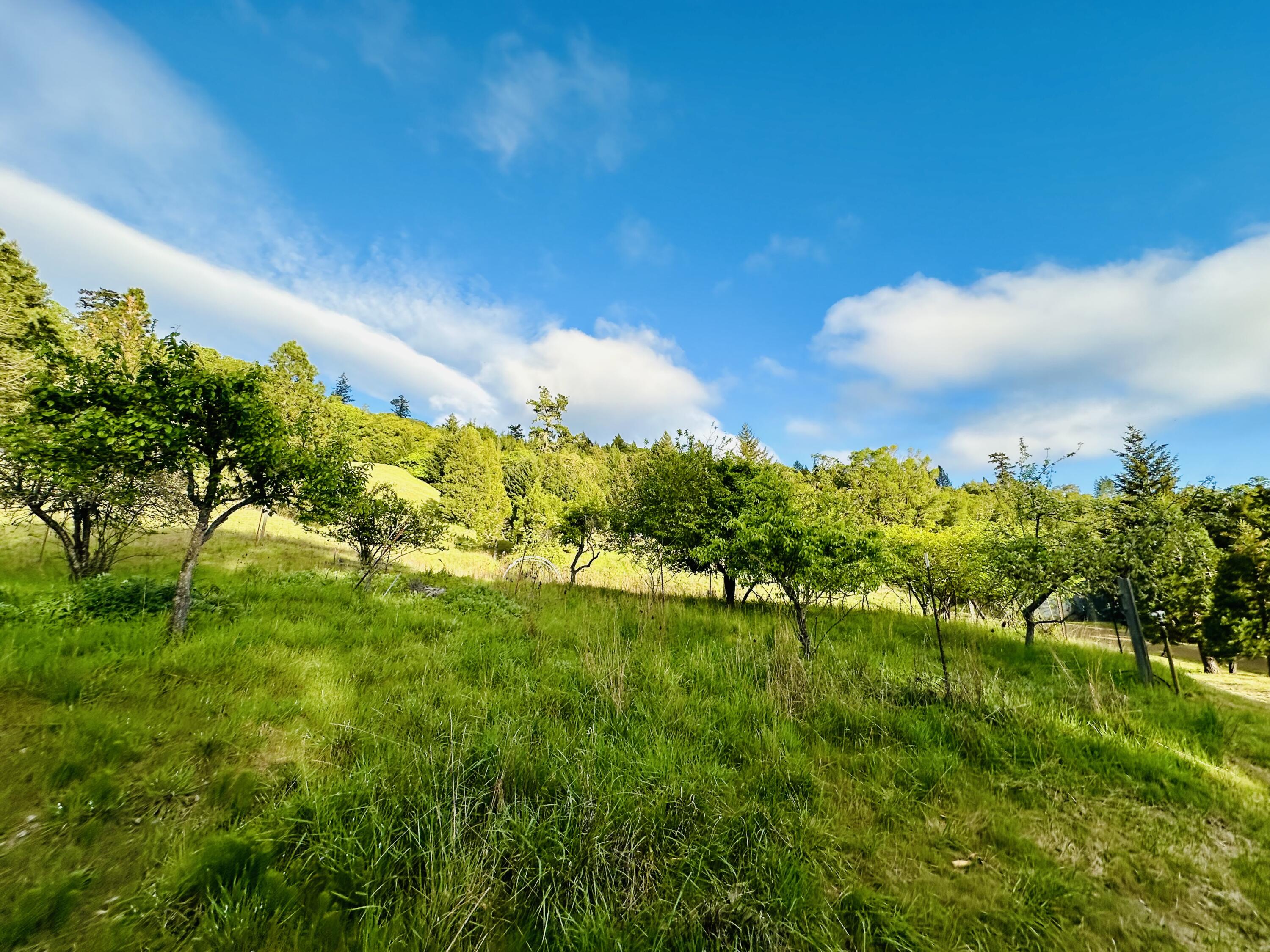 230 Homestead Road Garberville, CA 95542 - Photo 51 of 63