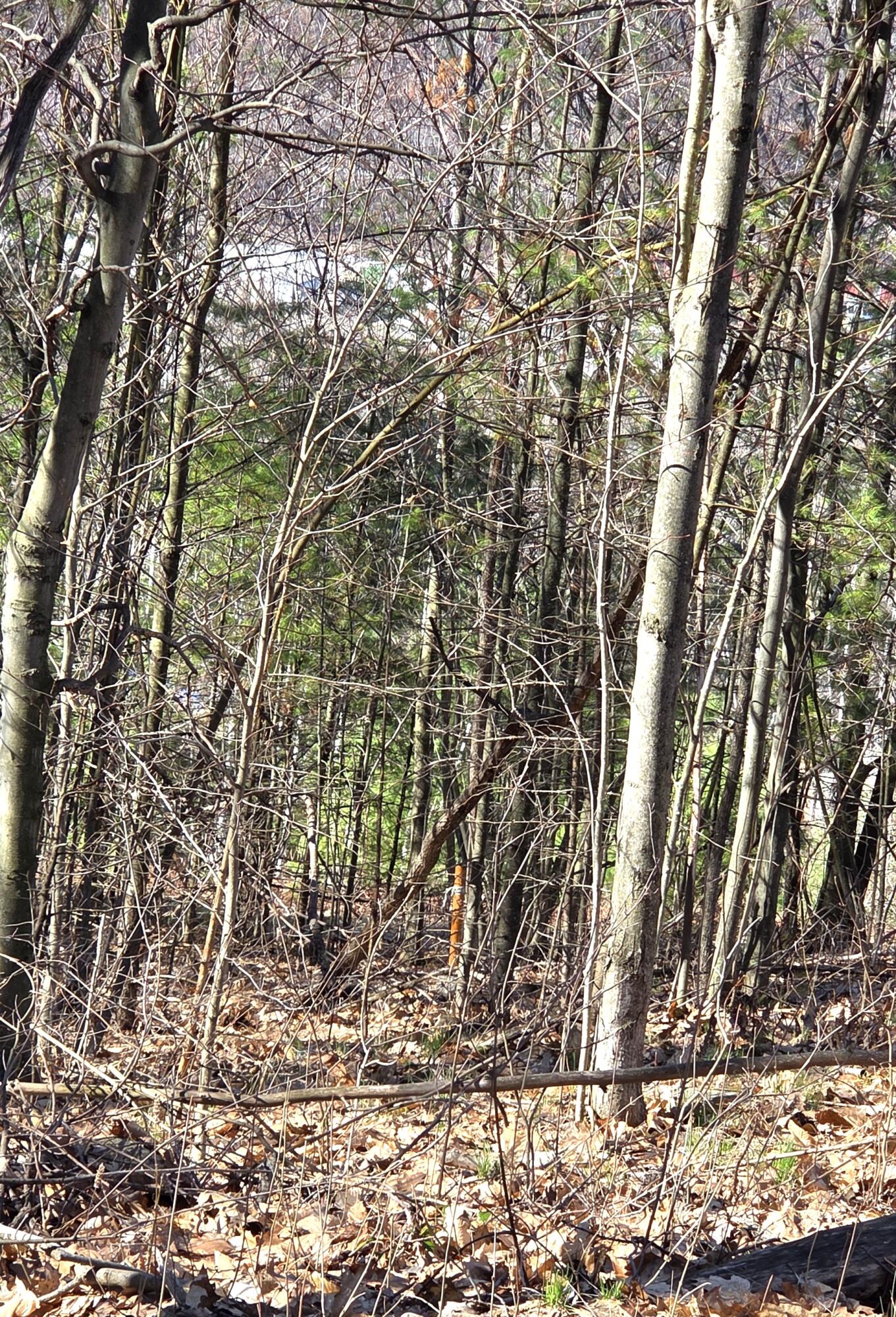 46 4th Street Mexico, ME 04257 - Photo 8 of 24 Red marker indicating back line
