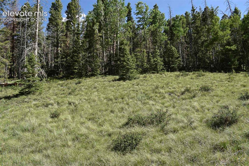 0 Bear Cat Road Guffey, CO 80820 - Photo 16 of 40