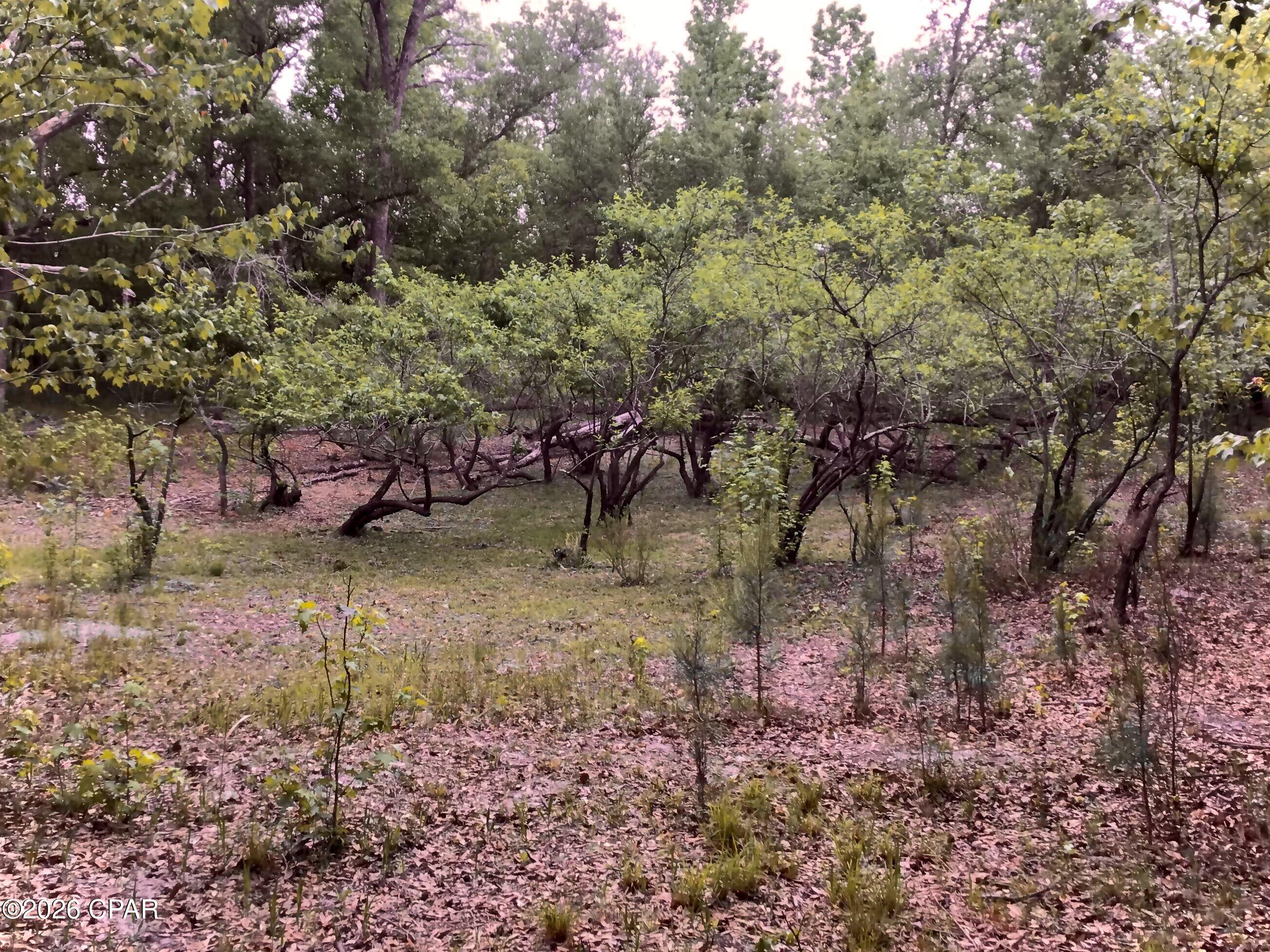 0 Little Zion Road Sneads, FL 32460 - Photo 5 of 13