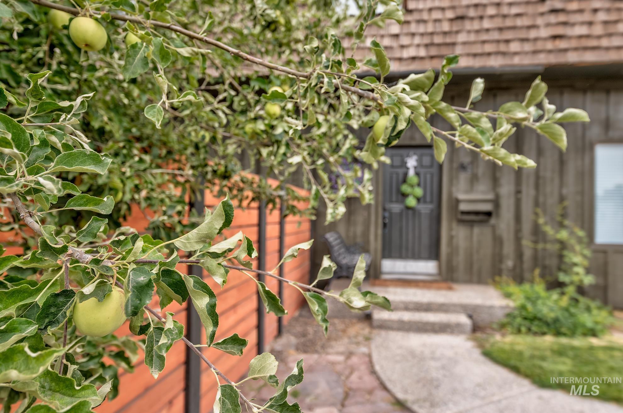 61 Southwest 4th Street Ontario, OR 97914 - Photo 3 of 42 Mature fruit tree with green apples
