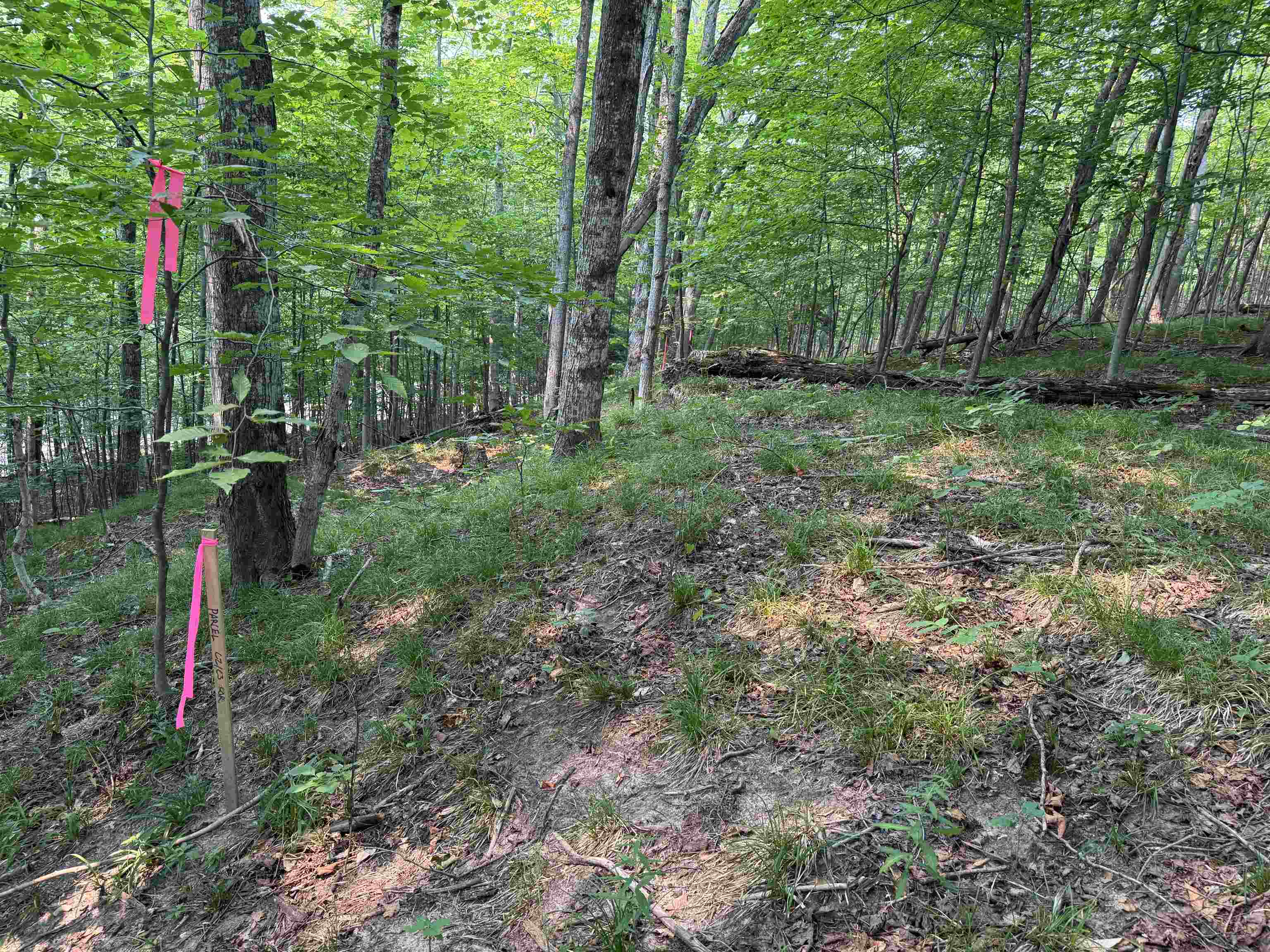 Lot #3 East Bellinger Road, Unit BELLINGER ESTATES Cedar, MI 49621 - Photo 5 of 15
