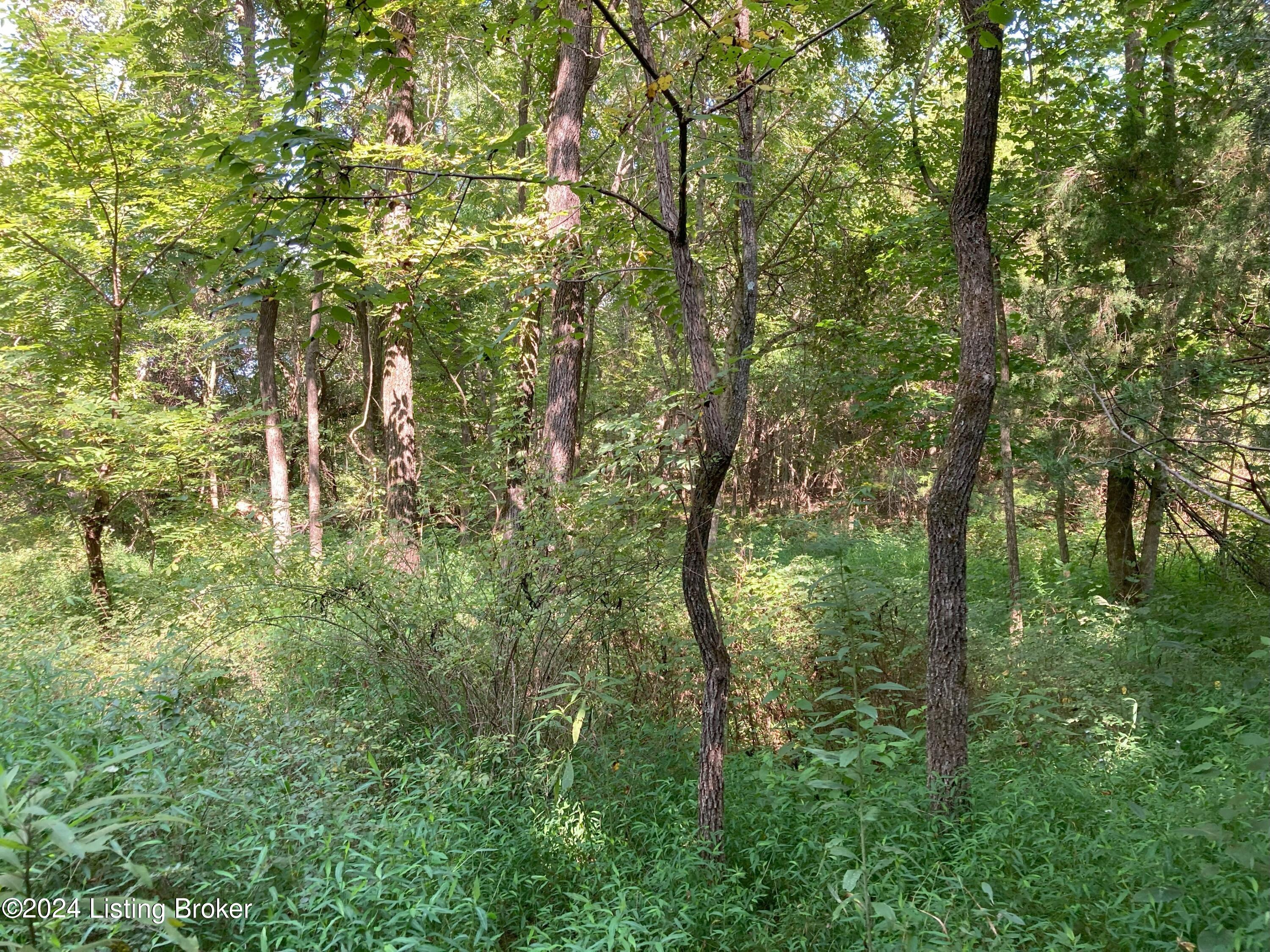 4372 Rube Smith Road Canmer, KY 42722 - Photo 76 of 82 Land 11