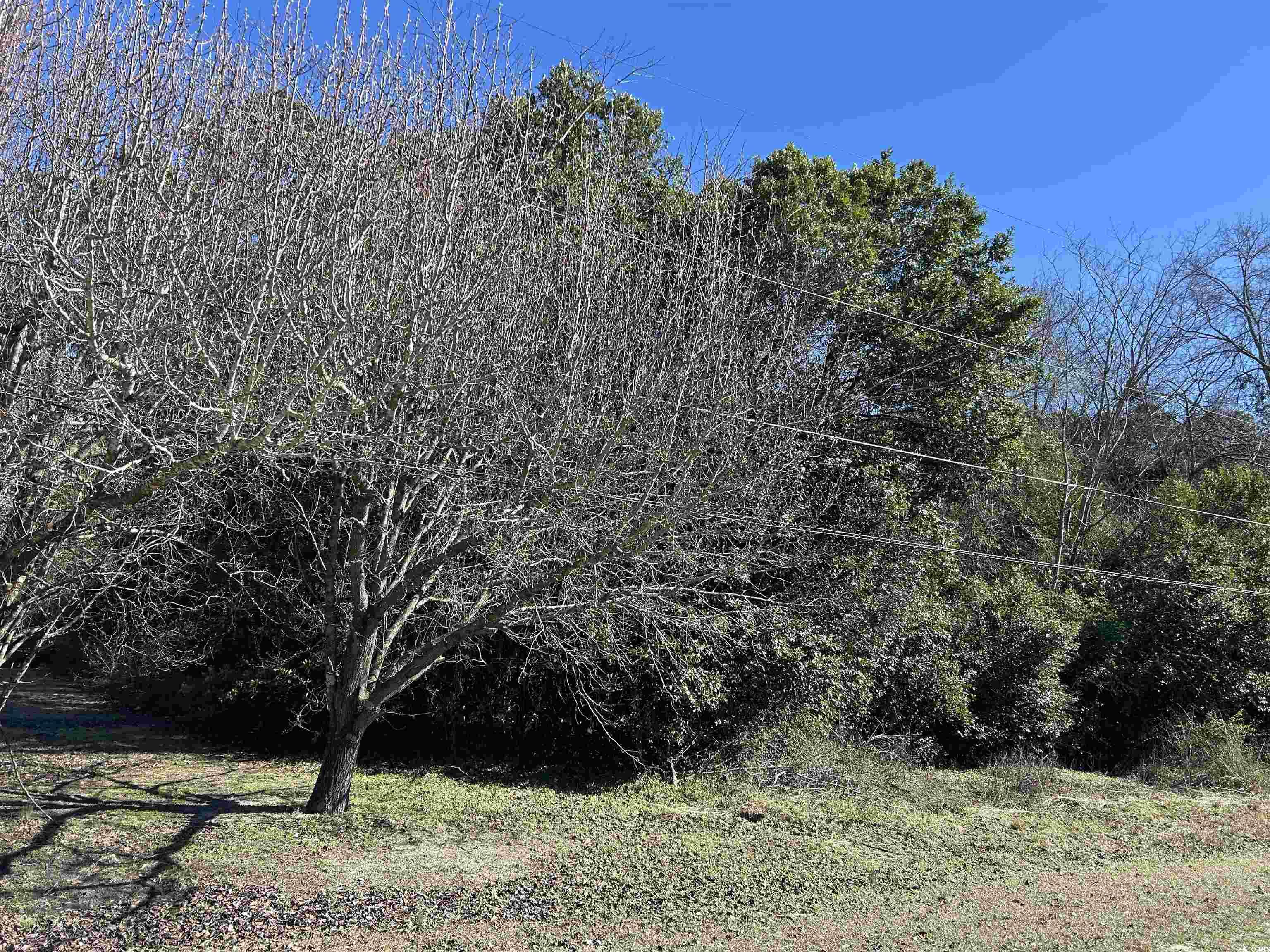 Tbd Legion Drive Dillon, SC 29536 - Photo 2 of 5 View of local wilderness