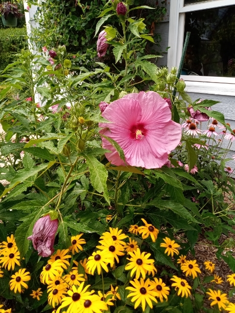 16N560 Sumter Drive Dundee, IL 60118 - Photo 7 of 49 a view of a flowers in a yard