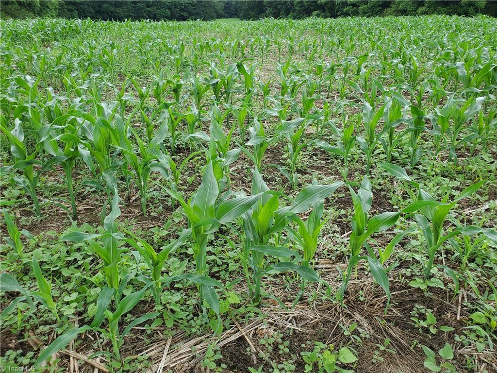 429 Harbour Lane Dobson, NC 27017 - Photo 11 of 13