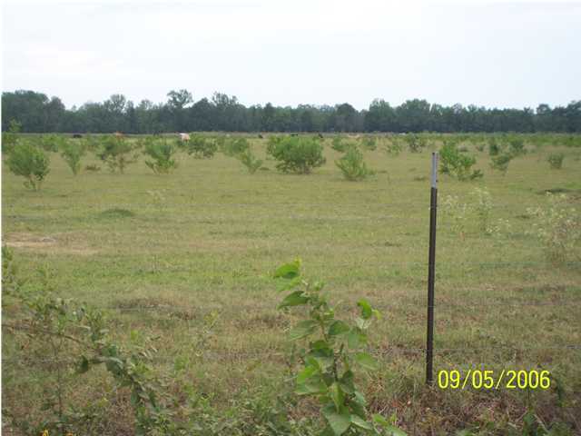 0 Kerrell Vidrine Road Ville Platte, LA 70586 - Photo 3 of 4 Additional Photo