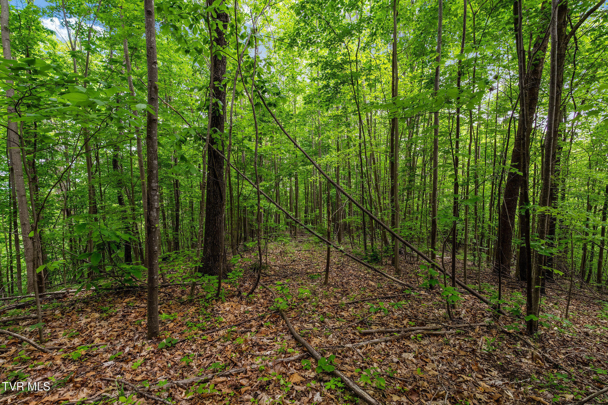 Tbd Wattenbarger Gap Road Greeneville, TN 37745 - Photo 40 of 41 DSC08349