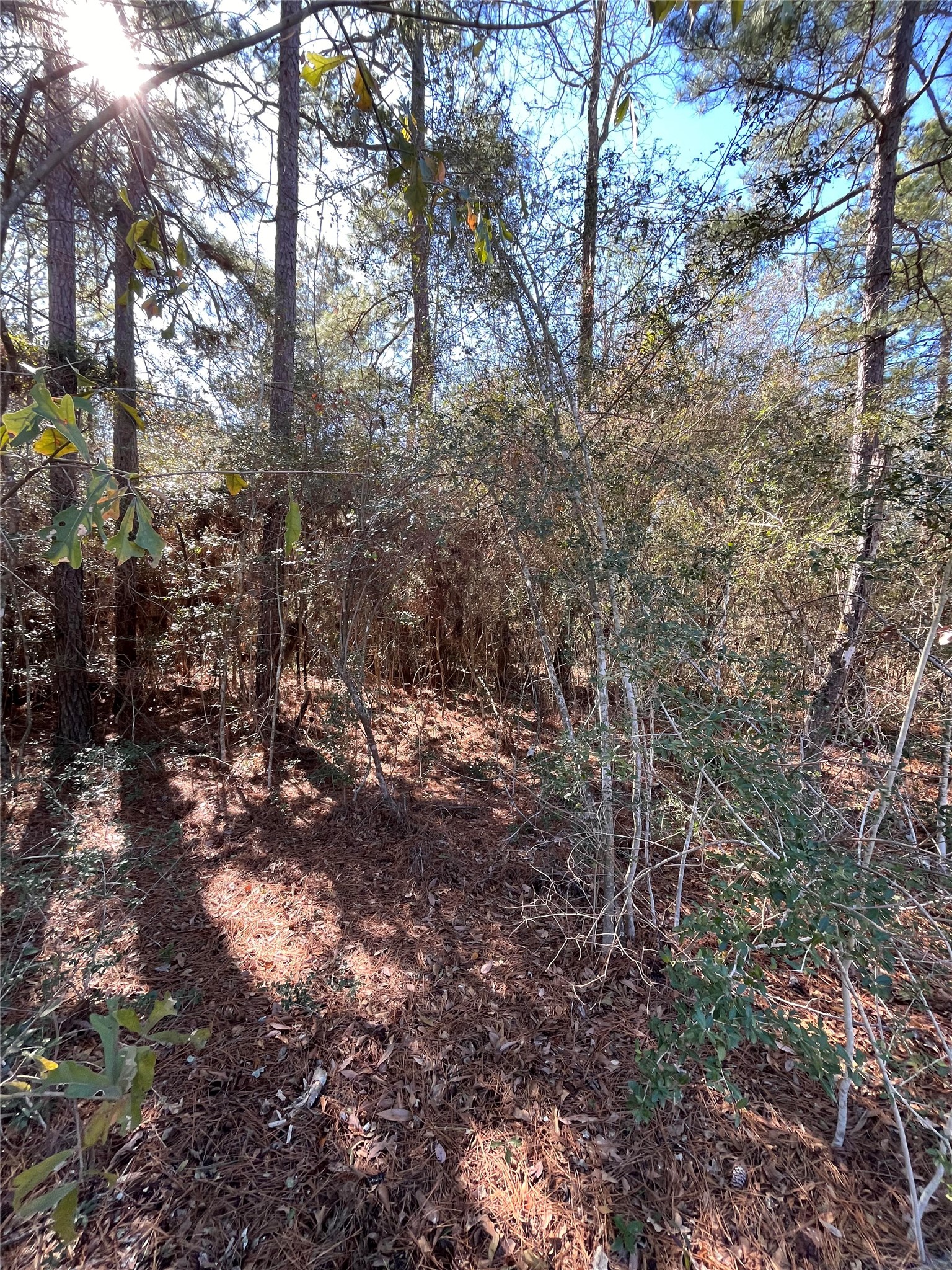 86 Coyote Run Willis, TX 77378 - Photo 14 of 23 a view of a forest that has a tree