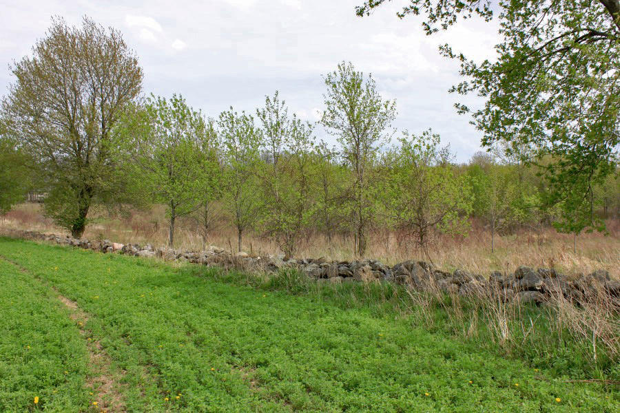 Field Stone