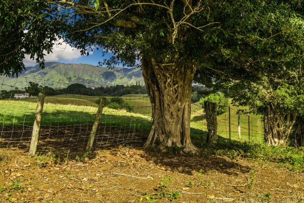 1093 Puuopae Road, Unit 2 Kapaa, HI 96746 - Photo 6 of 24 a view of a yard with plants and a large tree