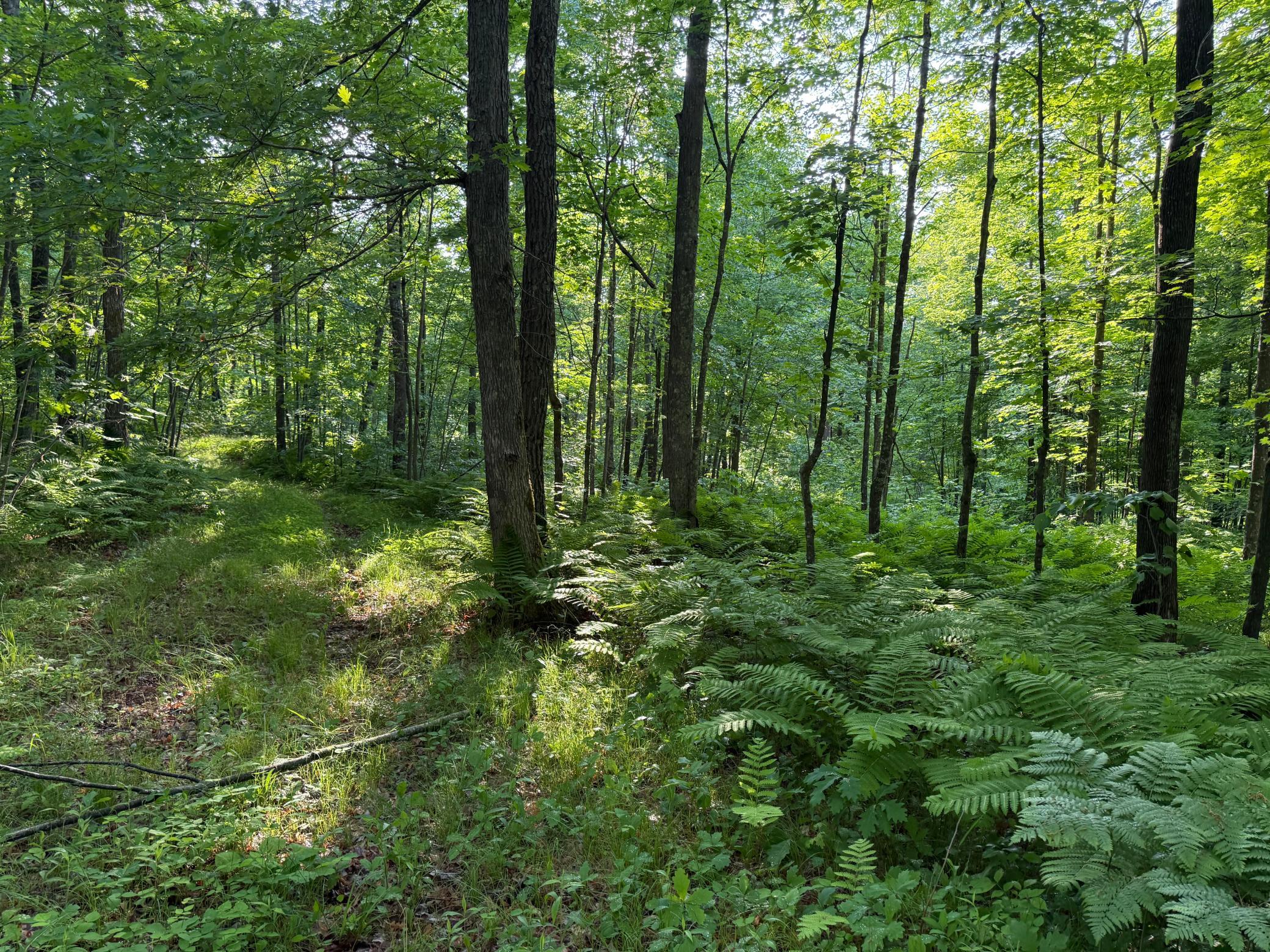 Tbd Shady Lane Trego, WI 54888 - Photo 25 of 26
