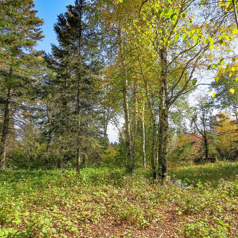 Xxx Hoaglund Drive Tofte, MN 55615 - Photo 11 of 58