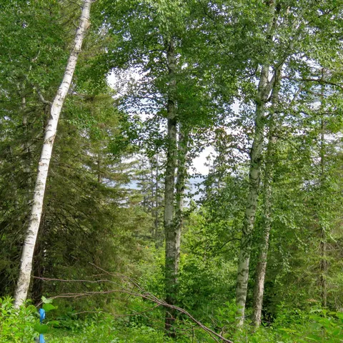 $129,000 | Xxx Hoaglund Drive, Tofte, MN 55615