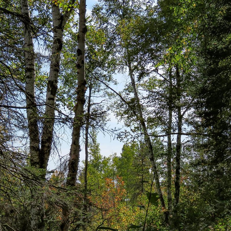 Xxx Hoaglund Drive Tofte, MN 55615 - Photo 17 of 58