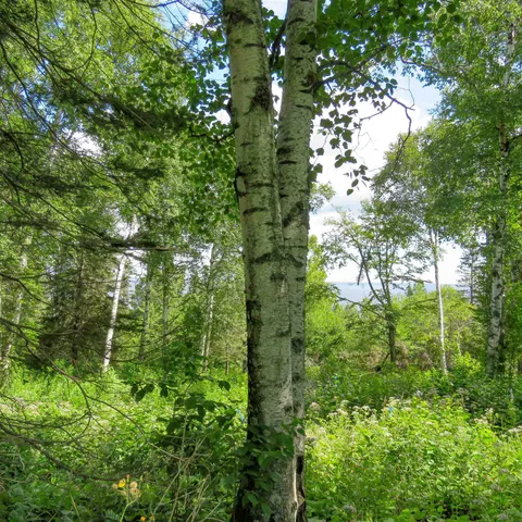 $129,000 | Xxx Hoaglund Drive, Tofte, MN 55615