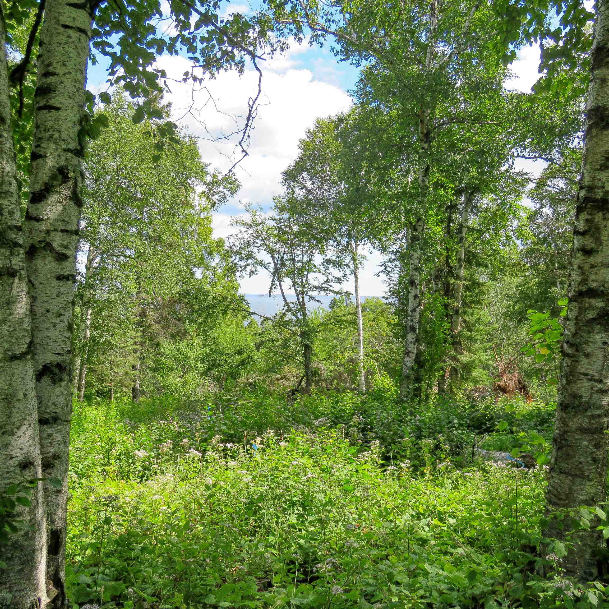 Xxx Hoaglund Drive Tofte, MN 55615 - Photo 19 of 58