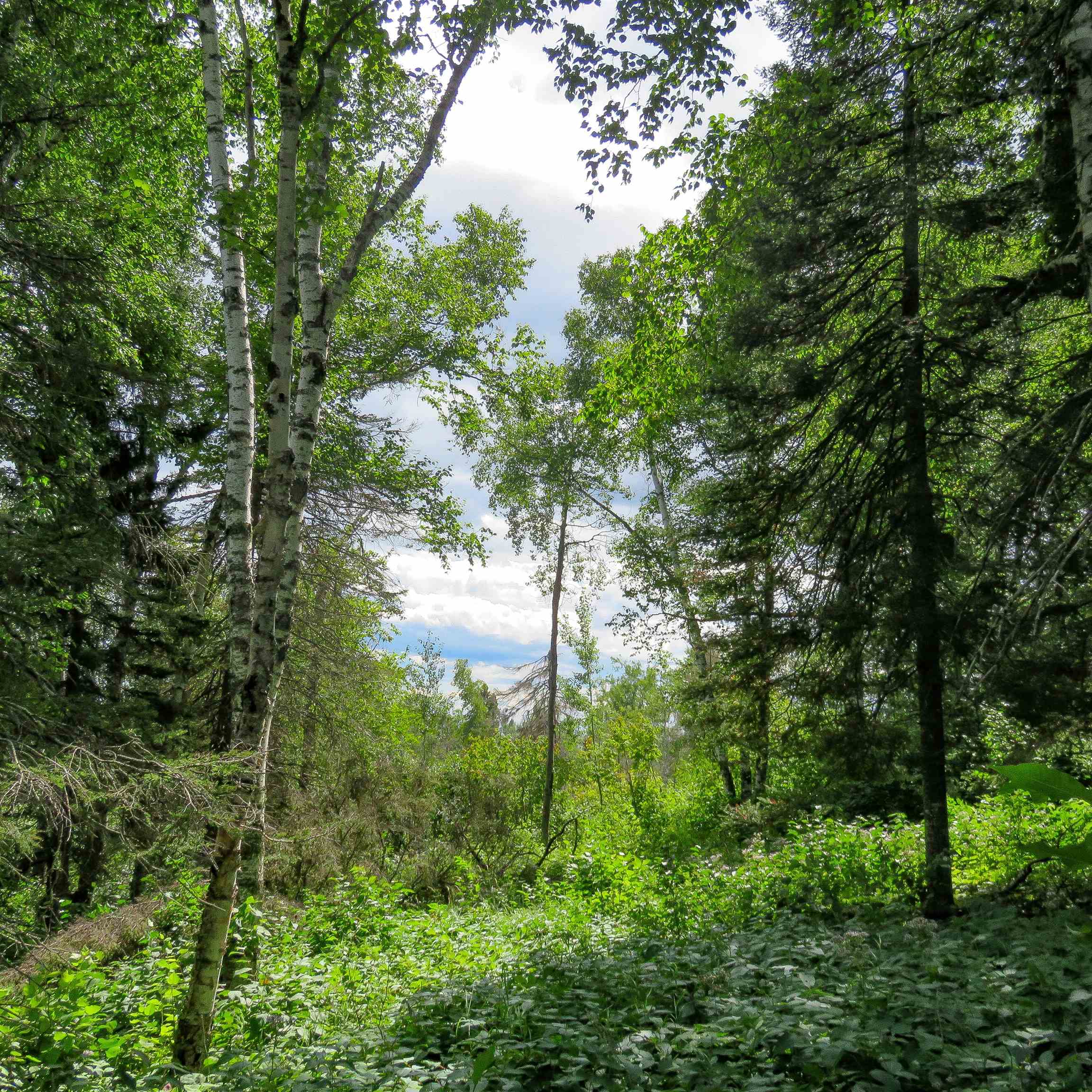 Xxx Hoaglund Drive Tofte, MN 55615 - Photo 25 of 58