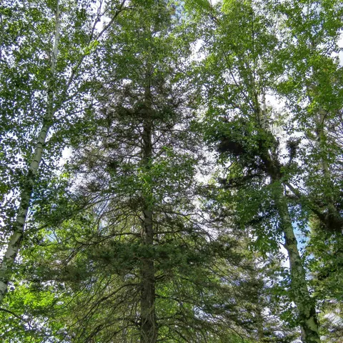 $129,000 | Xxx Hoaglund Drive, Tofte, MN 55615