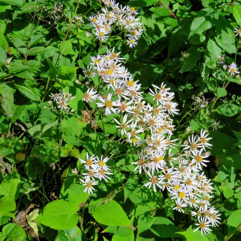 $129,000 | Xxx Hoaglund Drive, Tofte, MN 55615